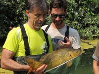 Carpa sul Fiume Enza